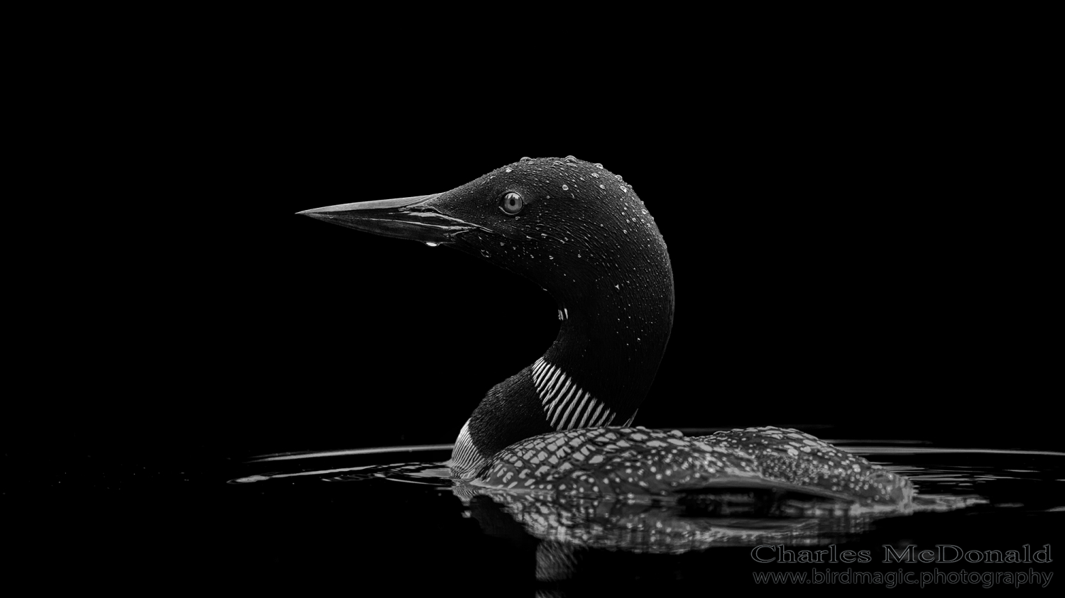 Common Loon