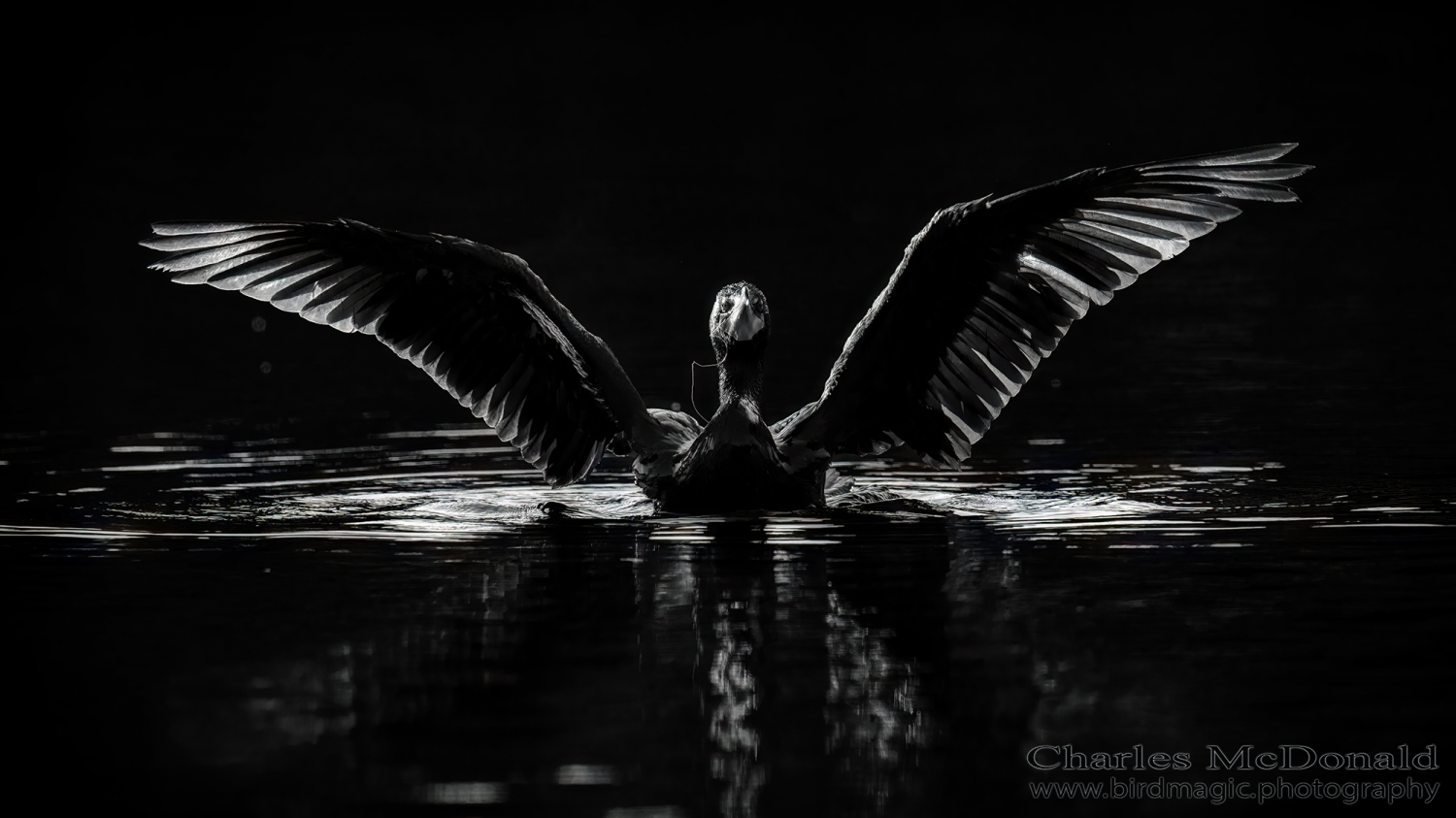 Double-crested Cormorant