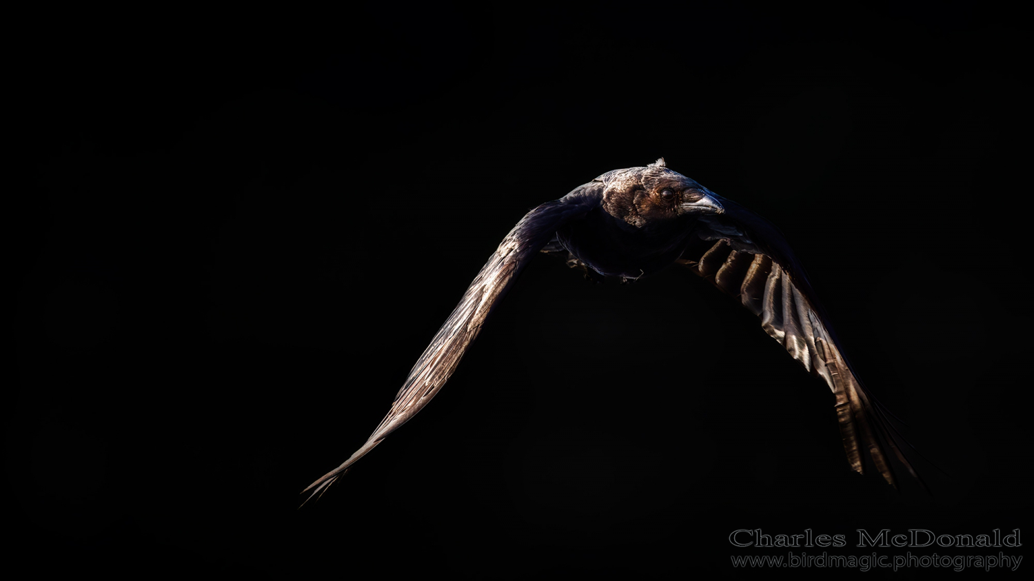 American Crow