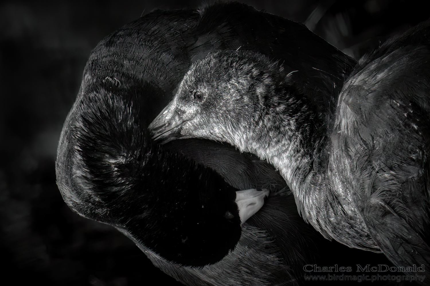 American Coot