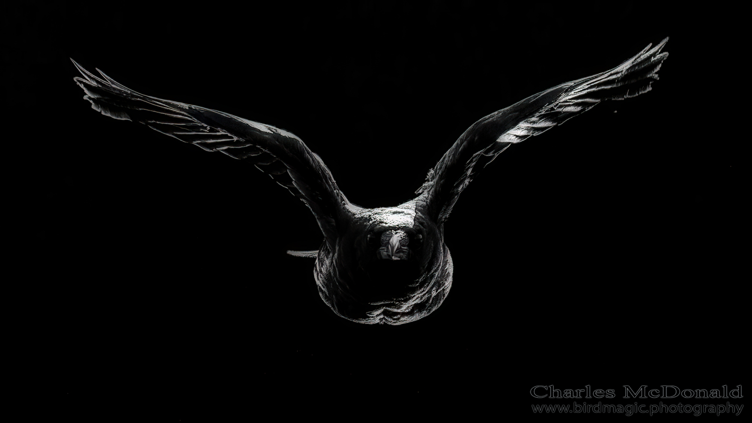 American Crow