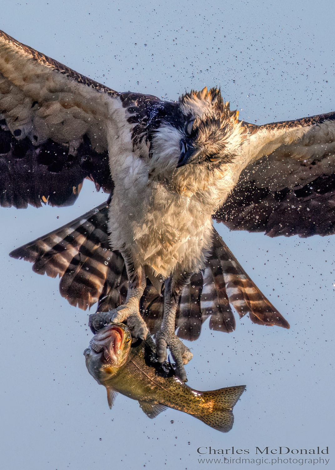 Osprey