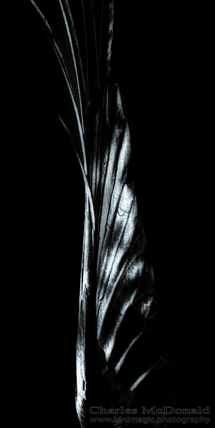 American Crow