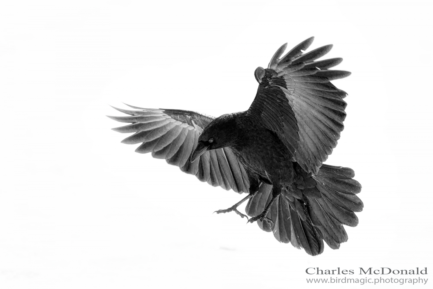 American Crow