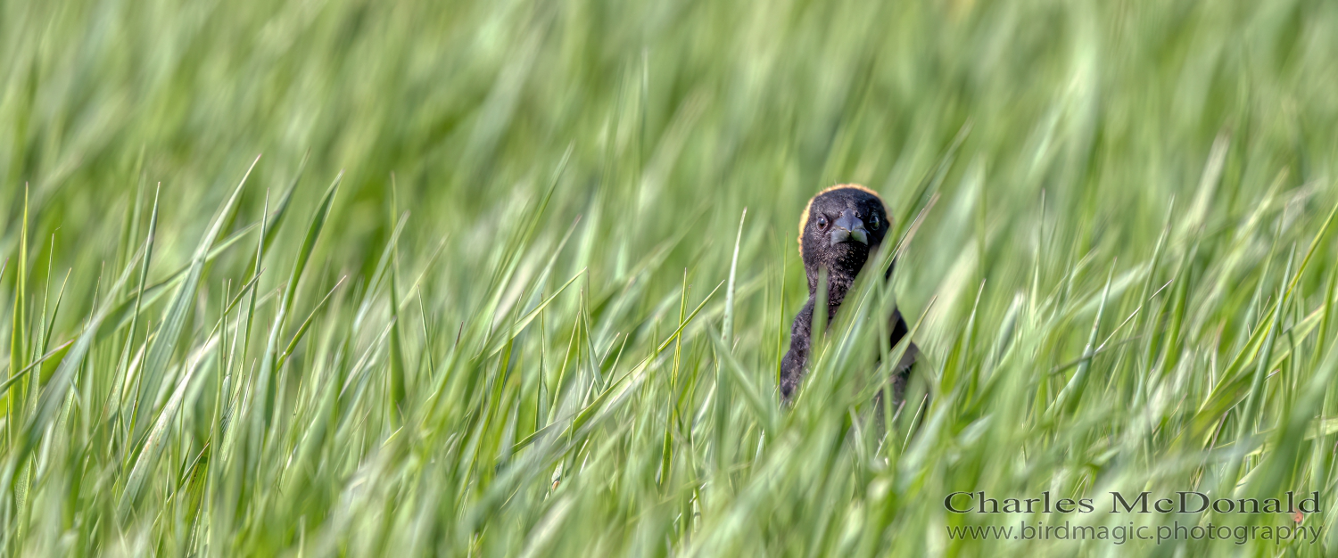 Bobolink