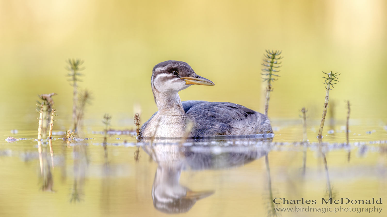 Red-necked Grebe