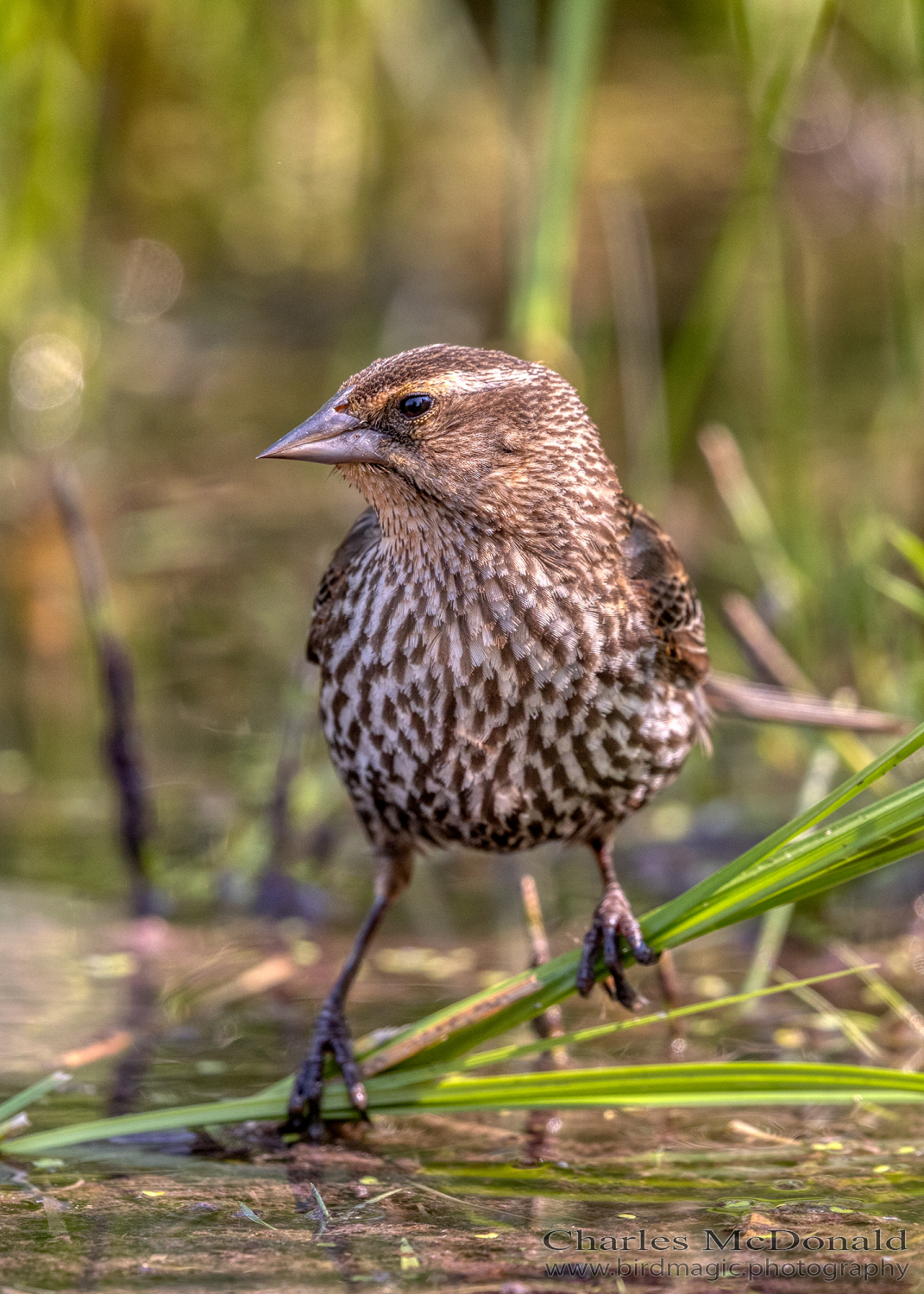 Red-winged Blackbird