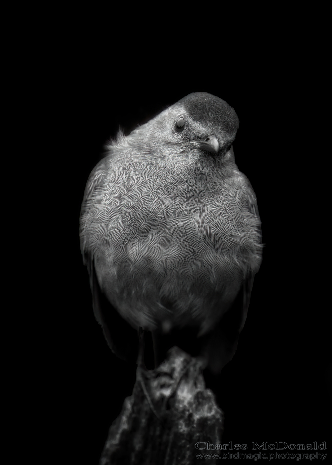 Gray Catbird