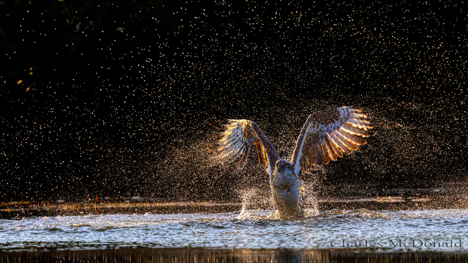 Osprey