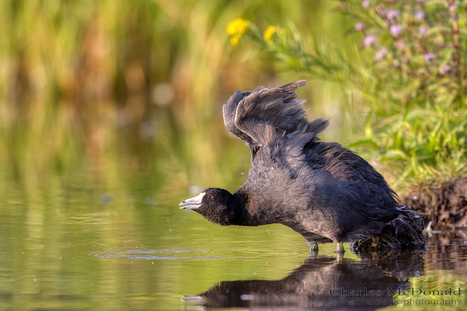 American Coot