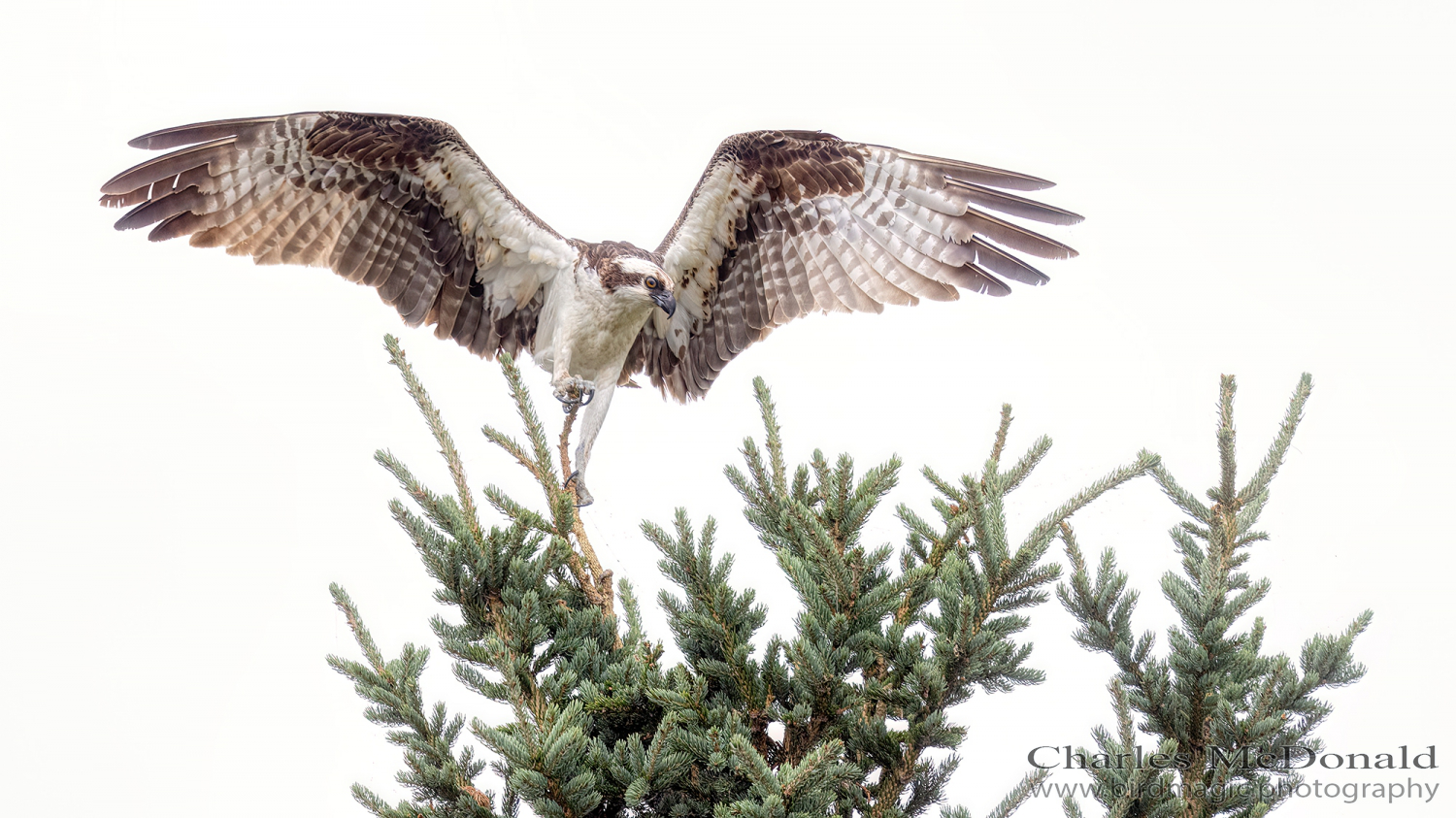 Osprey