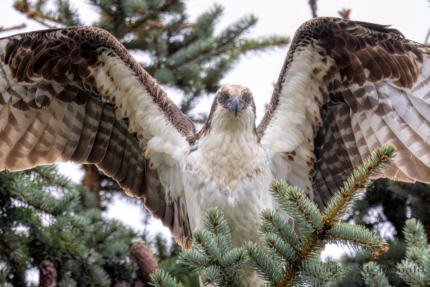 Osprey