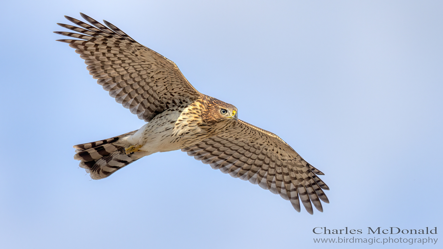 Cooper's Hawk