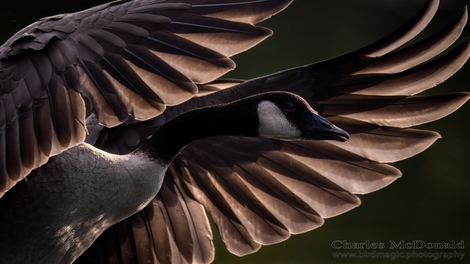 Canada Goose
