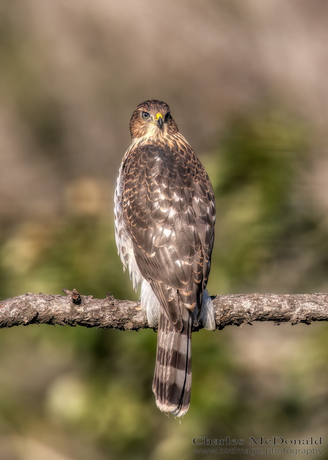 Cooper's Hawk