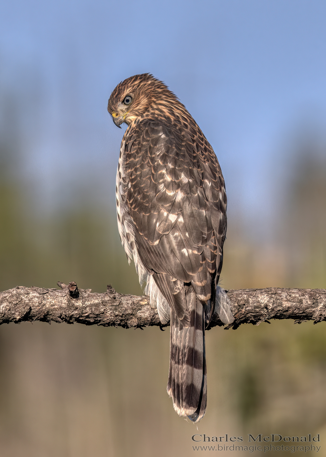Cooper's Hawk