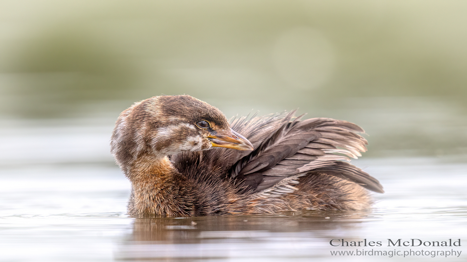 Pied-billed Grebe