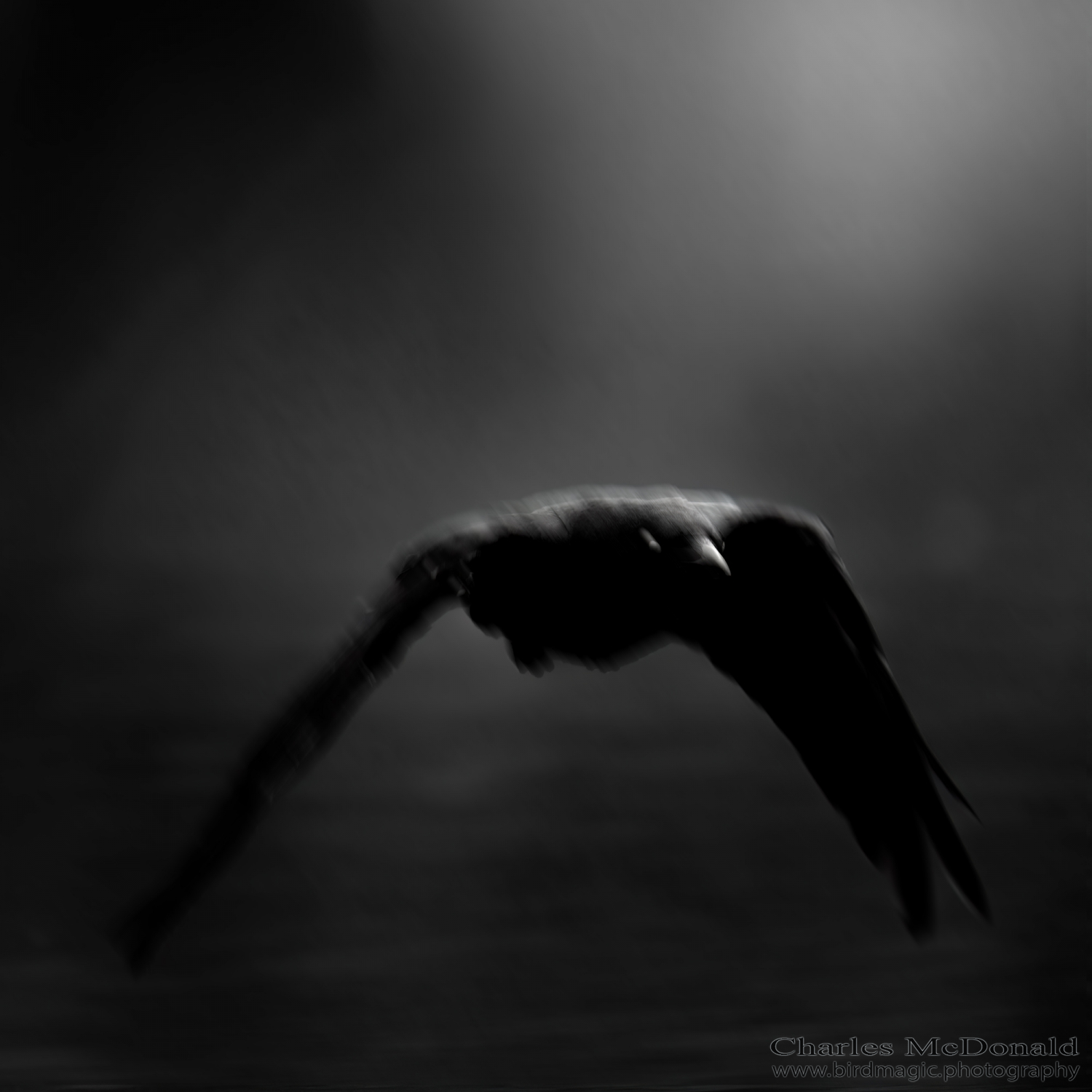 American Crow