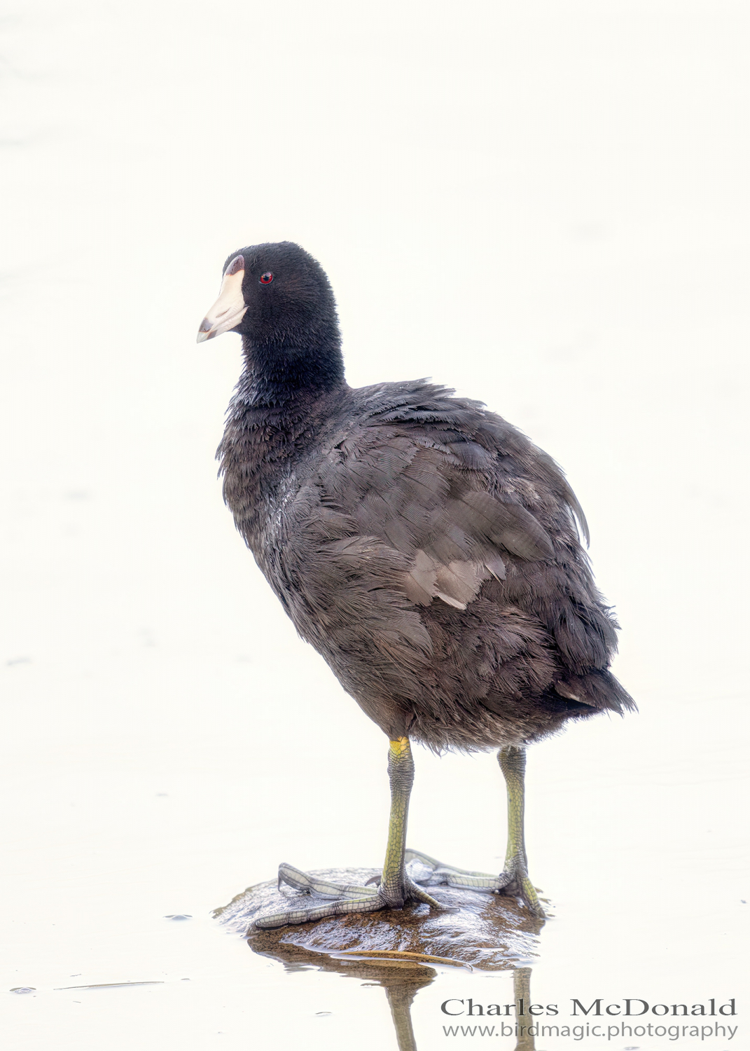 American Coot