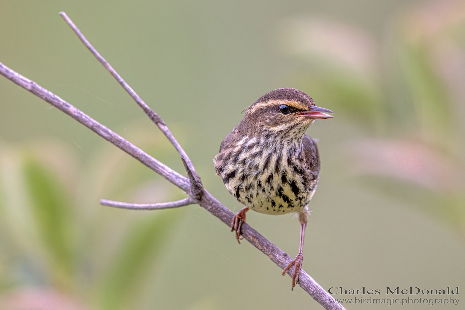 Northern Waterthrush