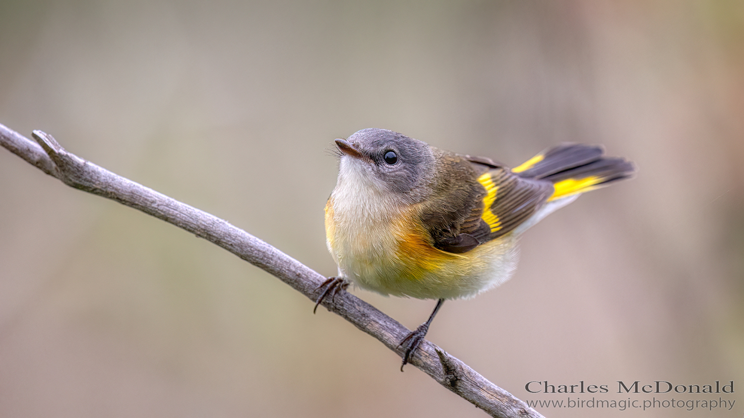 American Redstart