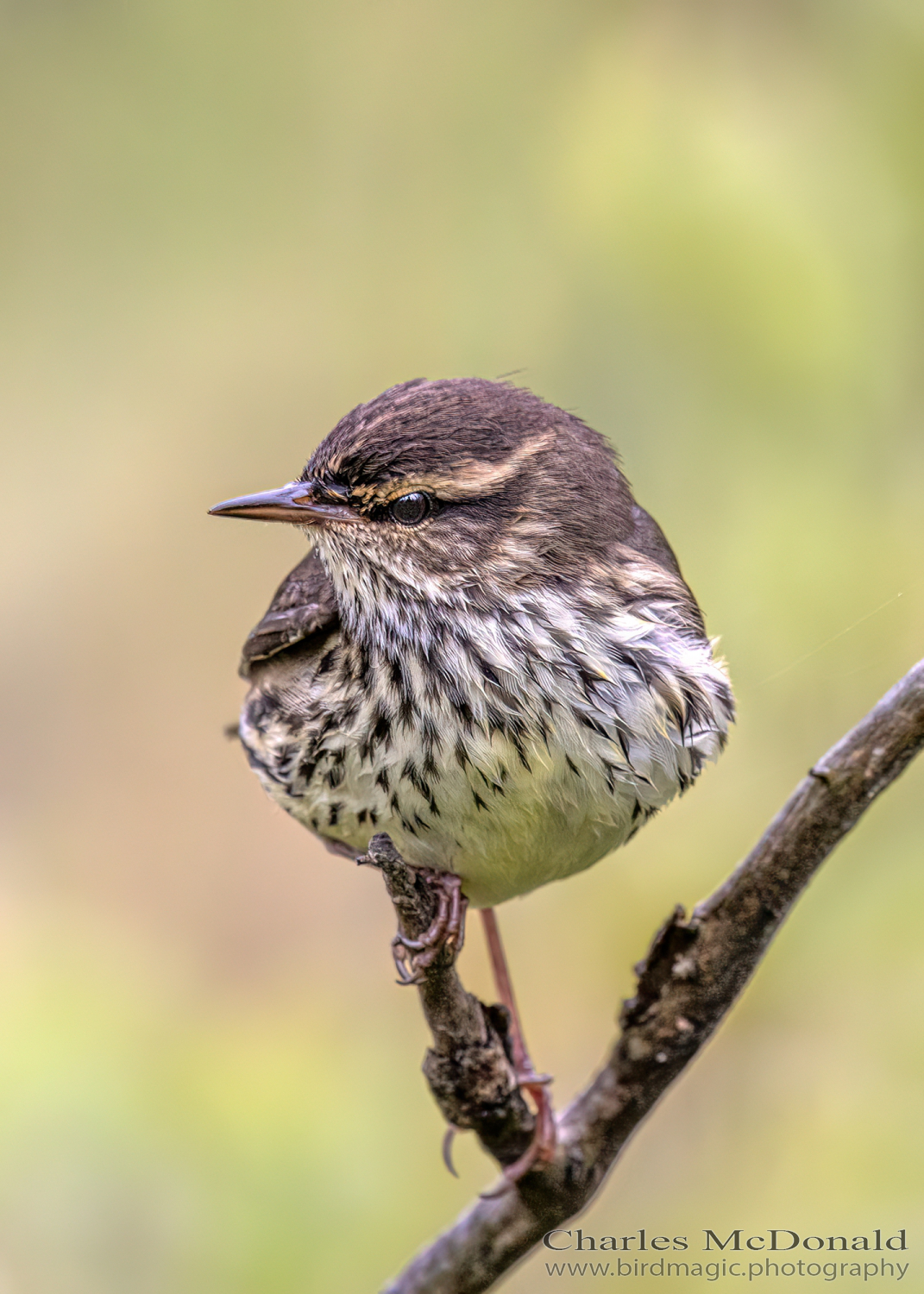 Northern Waterthrush