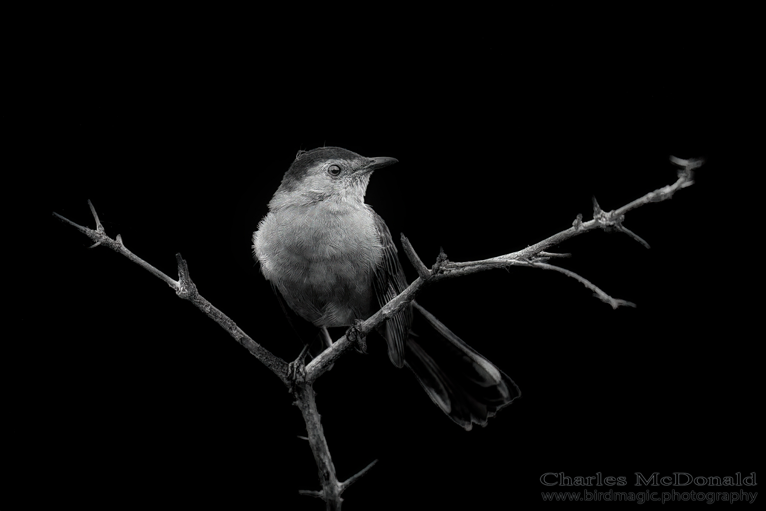 Gray Catbird
