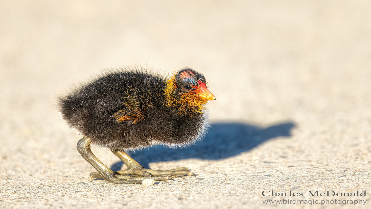 American Coot