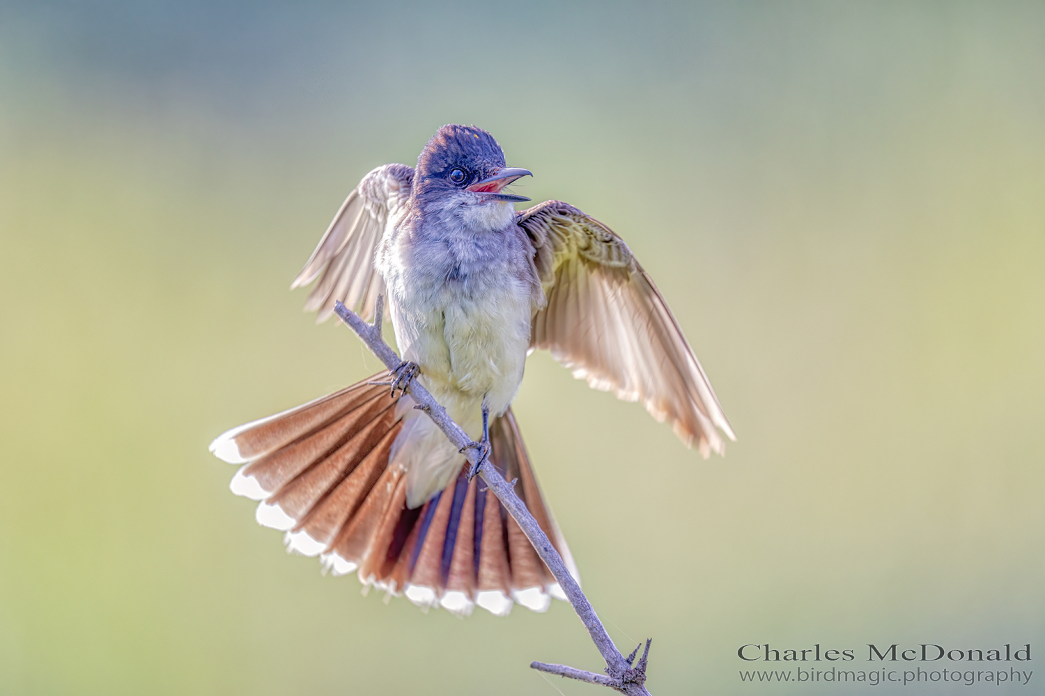 Eastern Kingbird