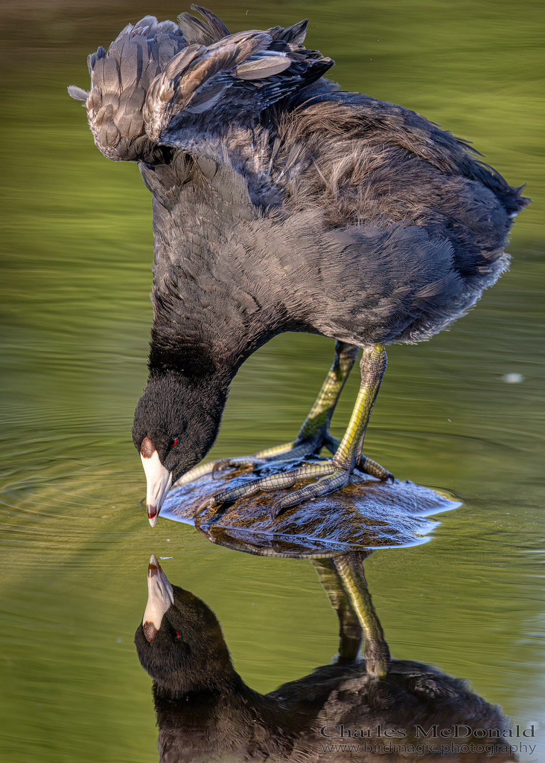 American Coot