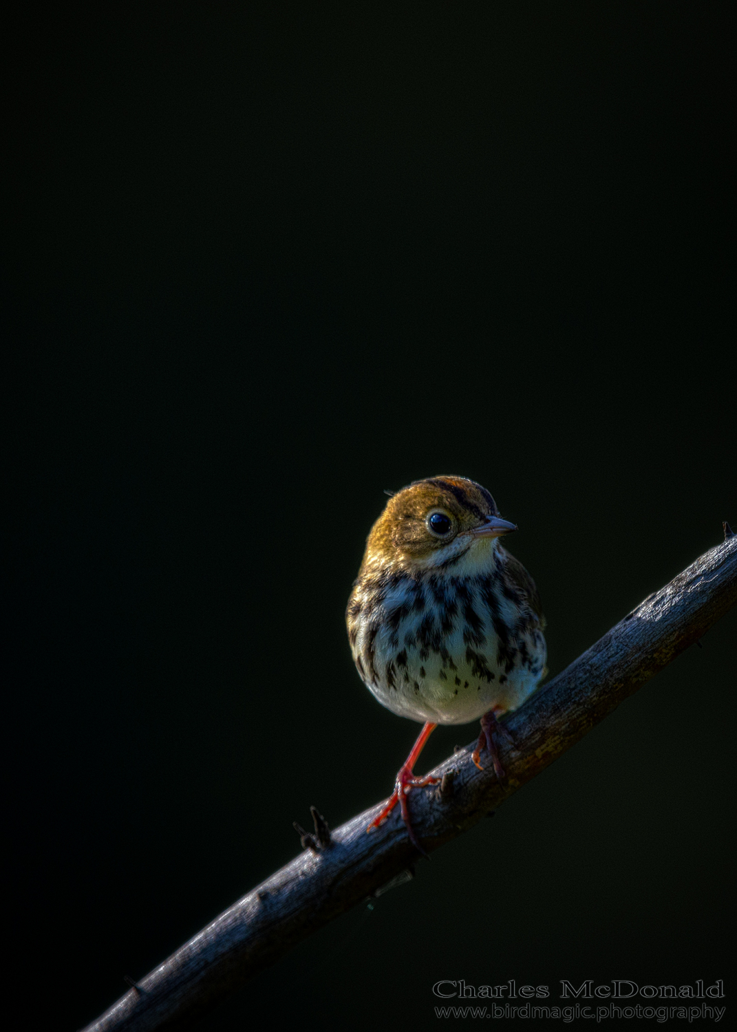 Ovenbird