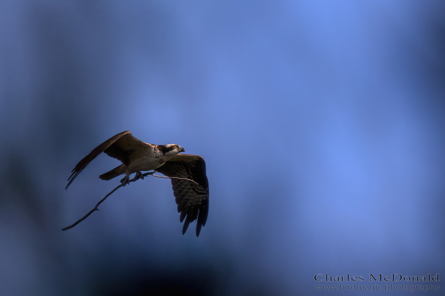 Osprey