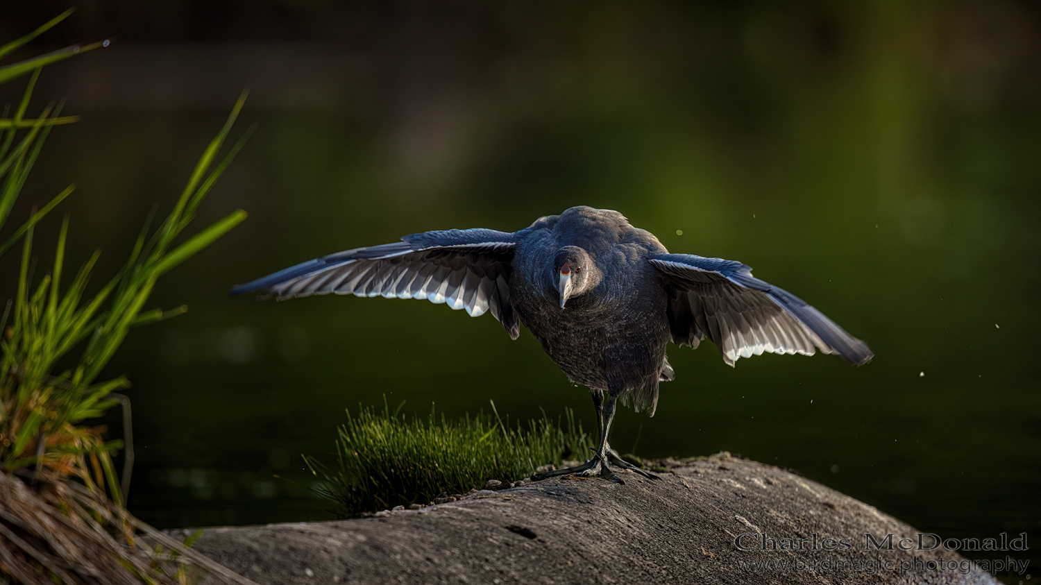 American Coot
