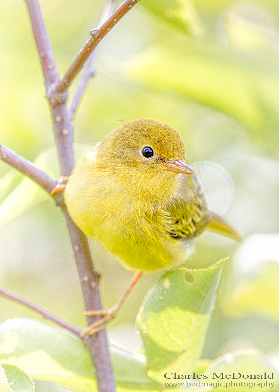 Yellow Warbler