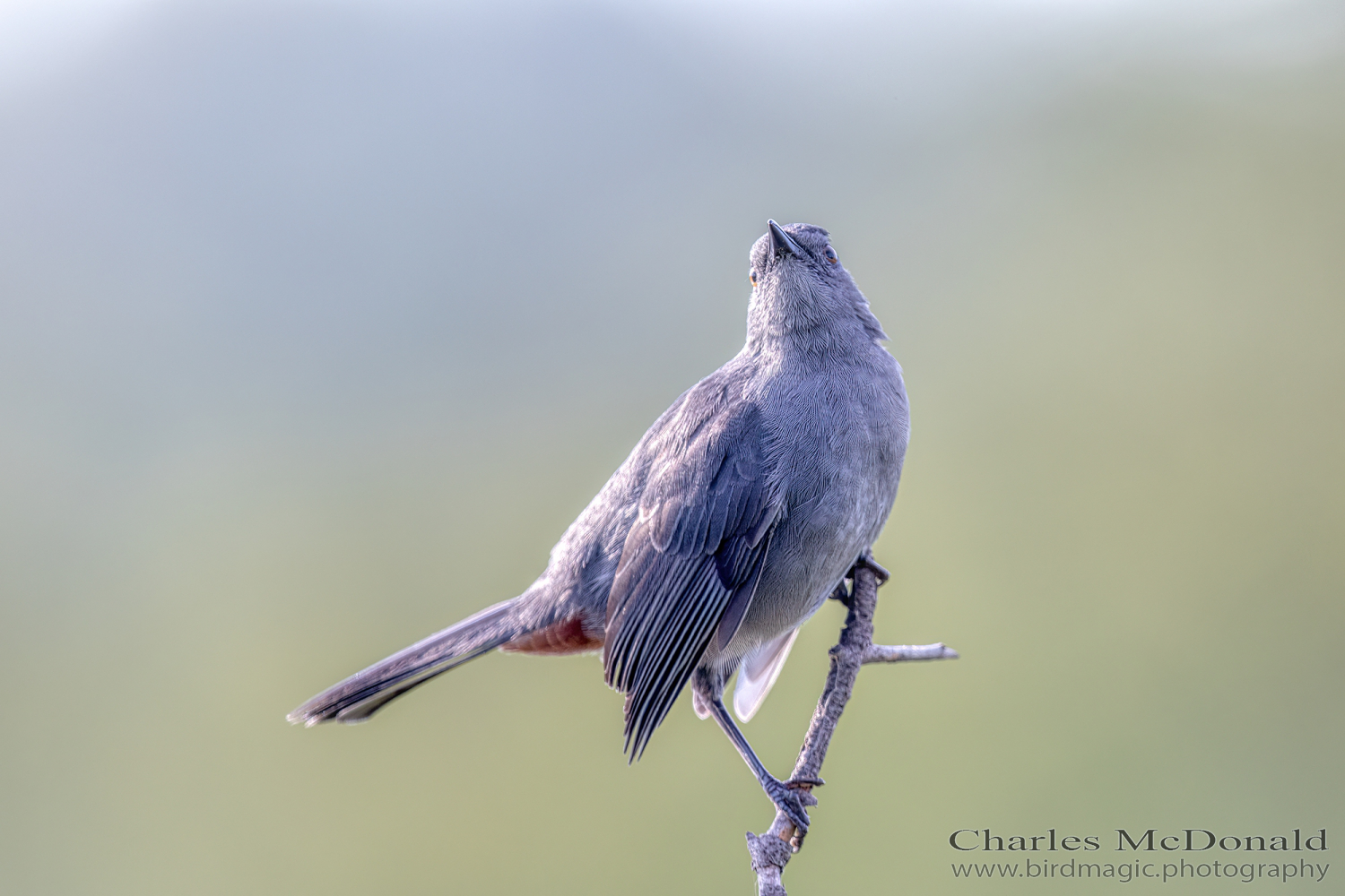 Gray Catbird