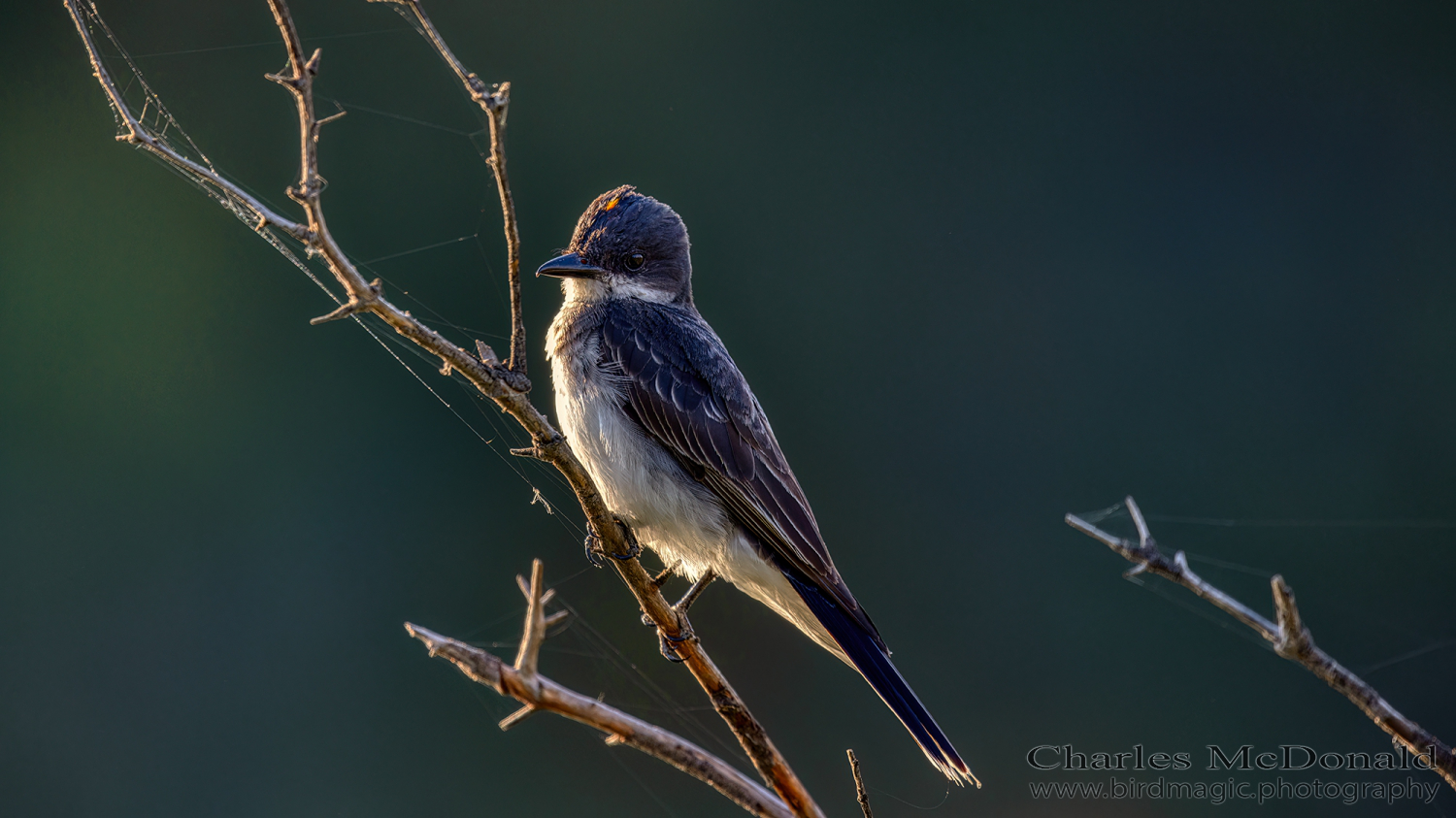 Eastern Kingbird