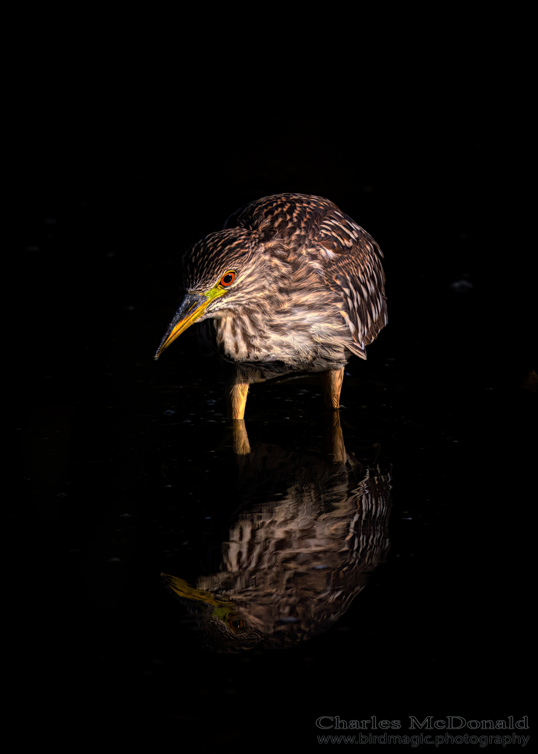 Black-crowned Night-Heron