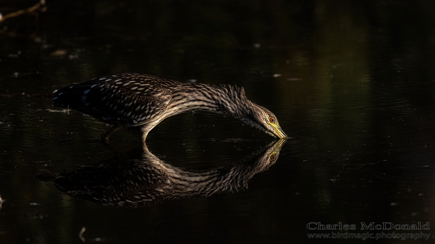 Black-crowned Night-Heron
