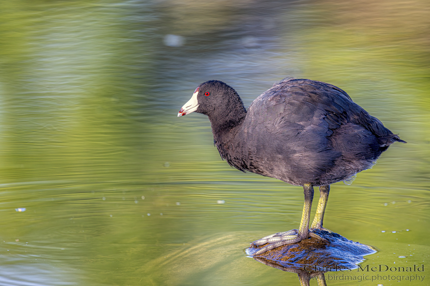 American Coot