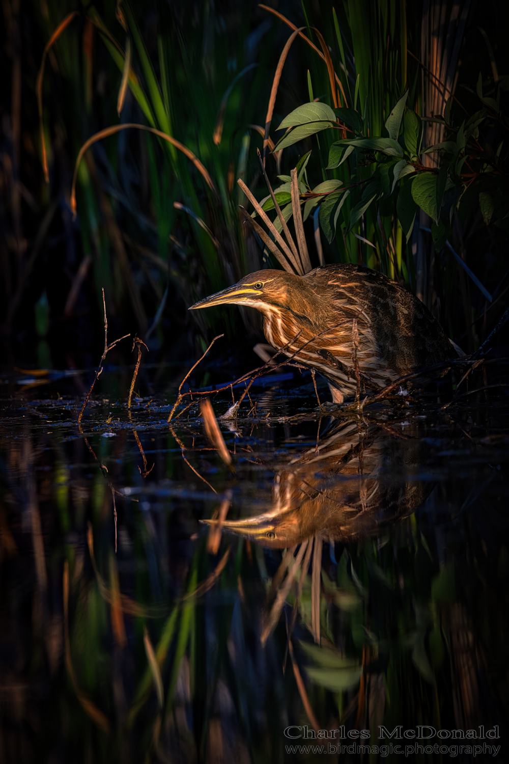 American Bittern