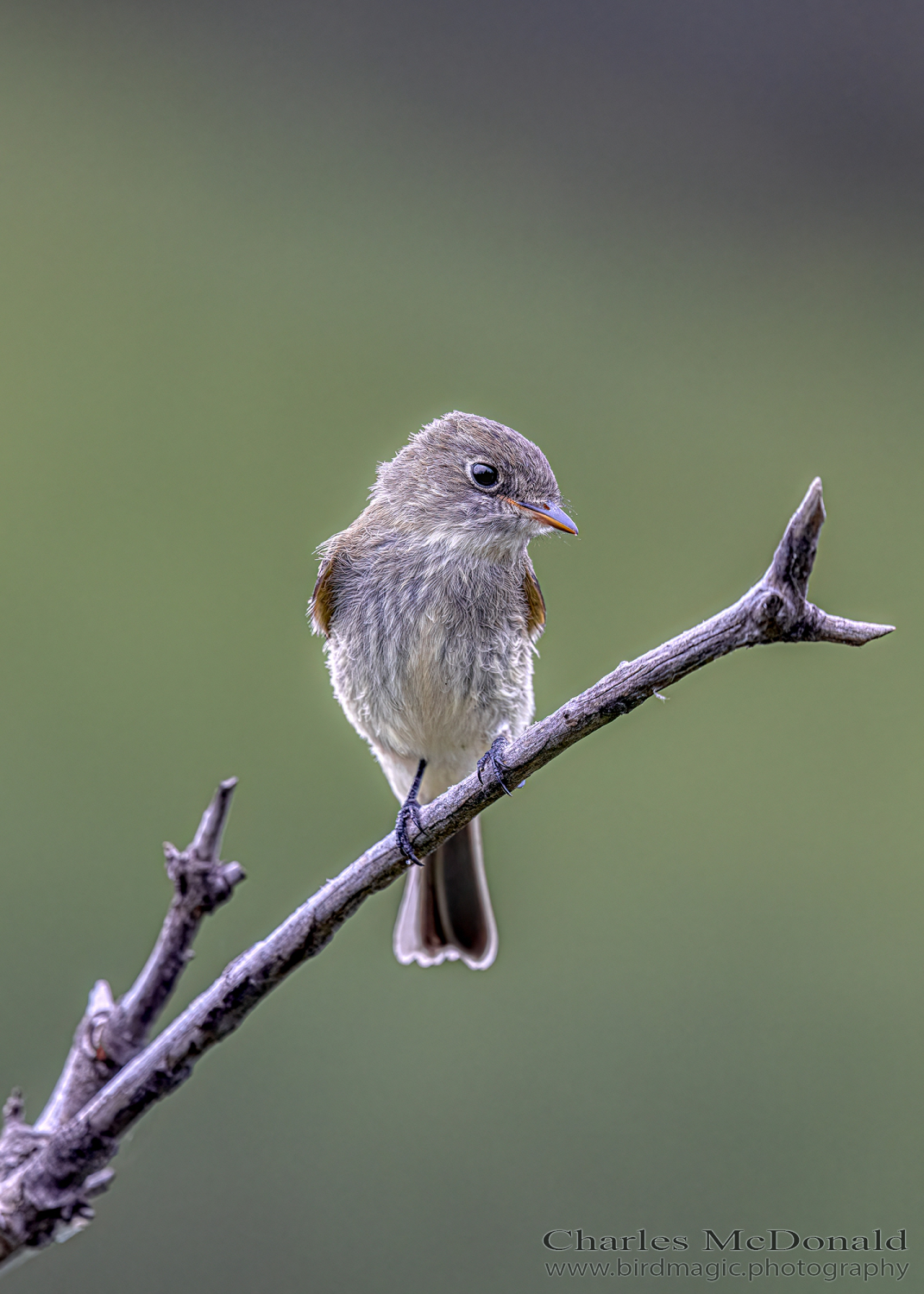 Least Flycatcher