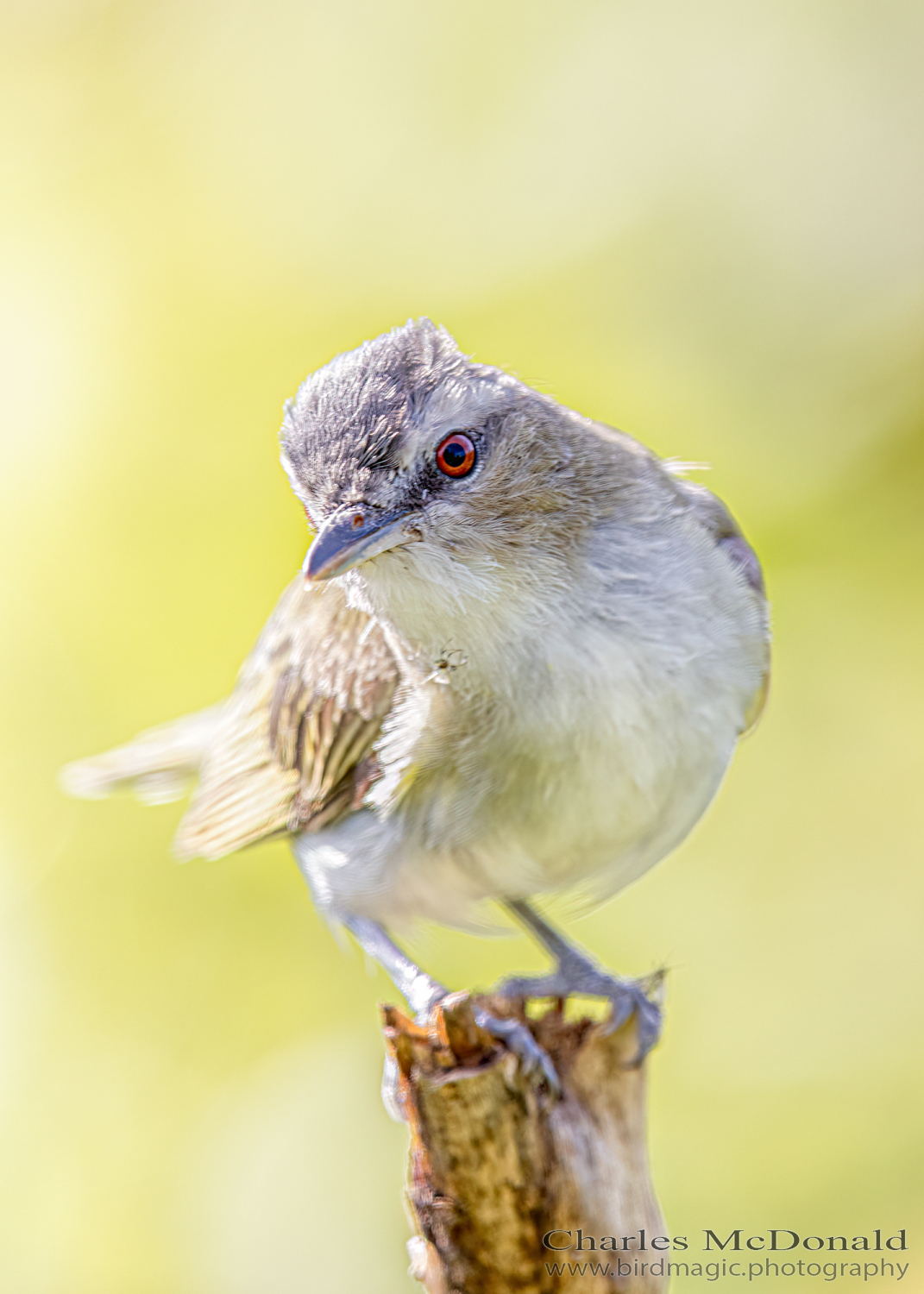 Red-eyed Vireo