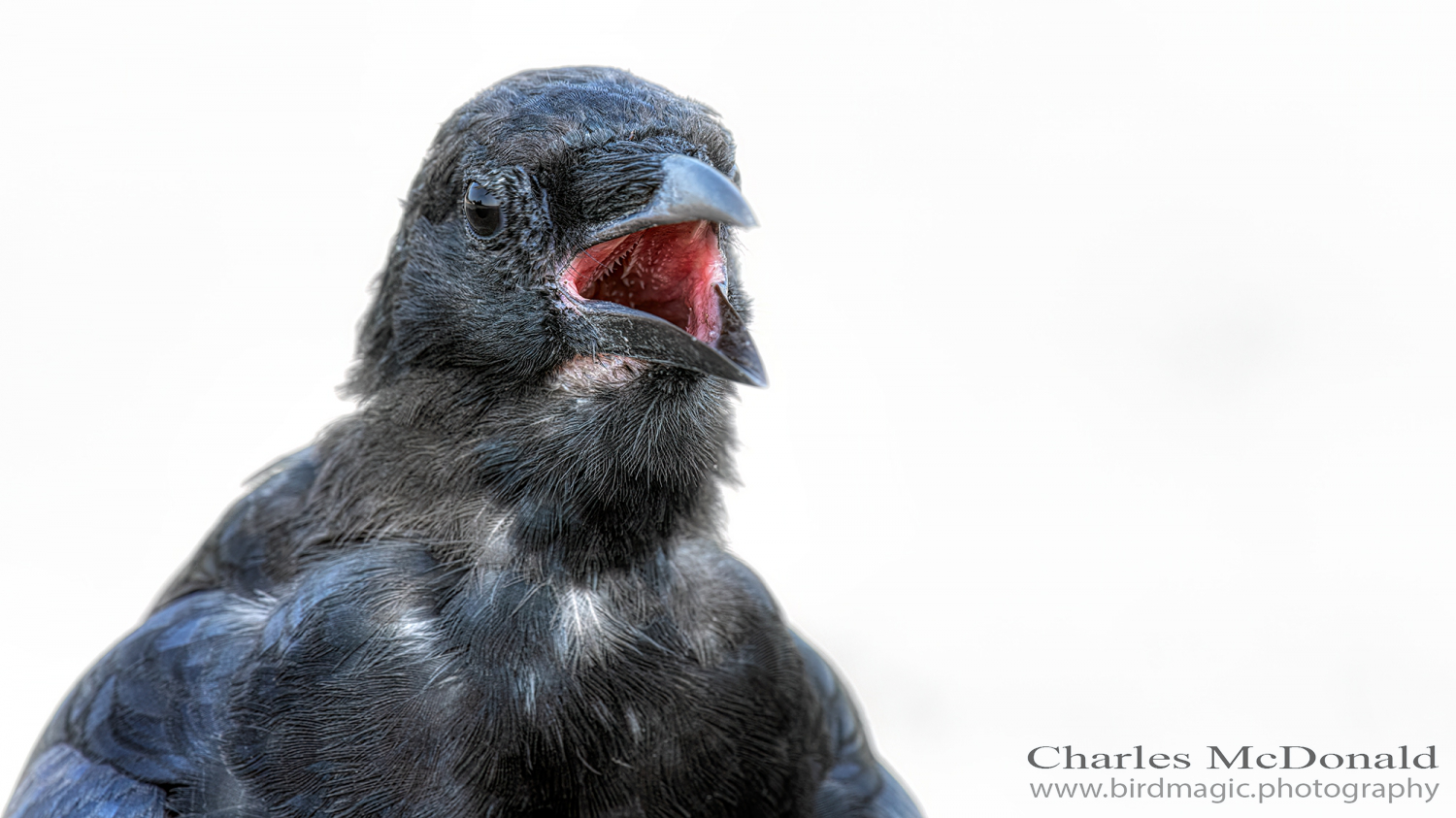 American Crow