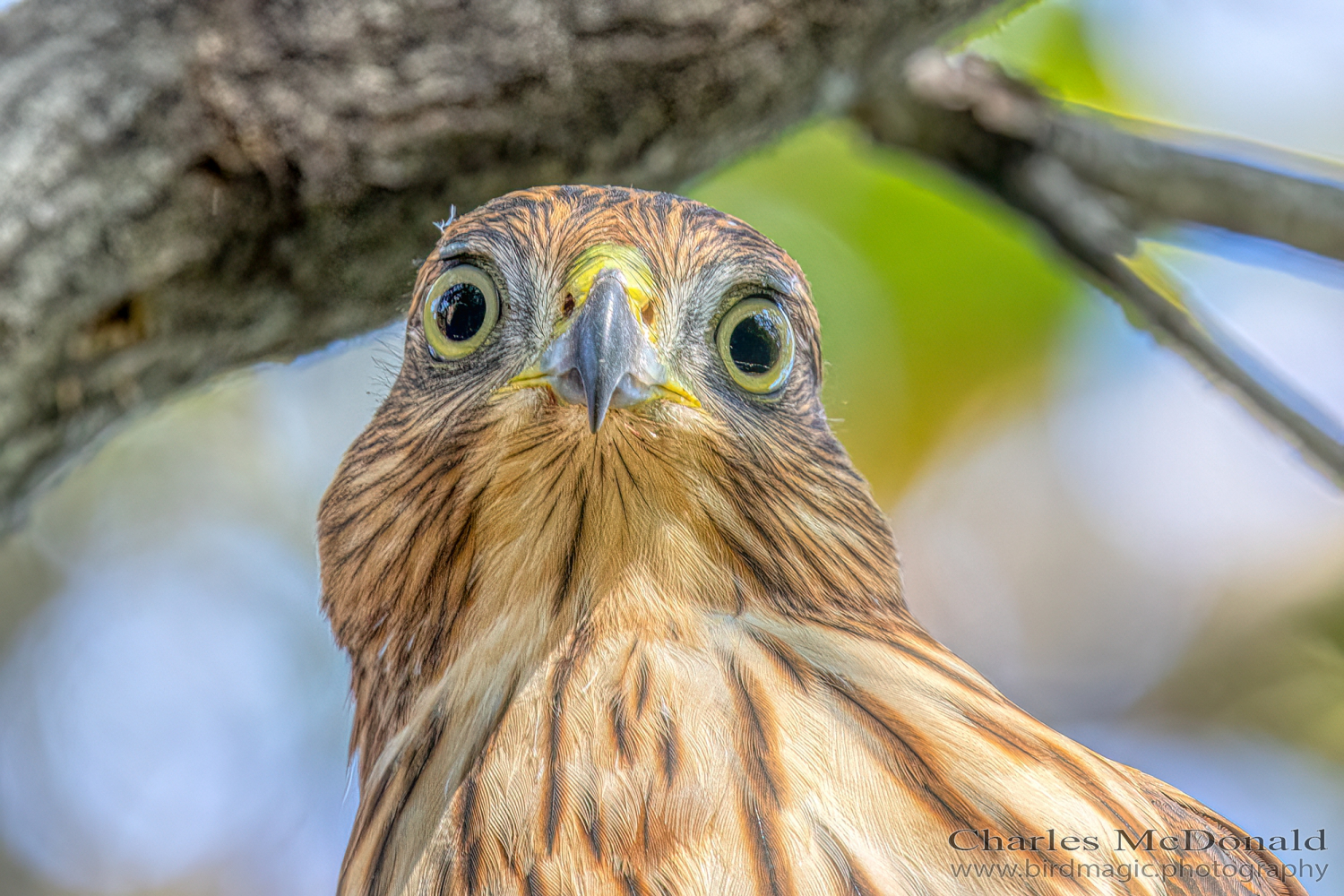 Cooper's Hawk