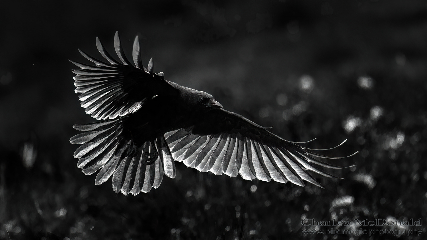 American Crow