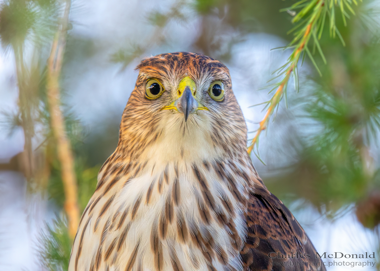 Cooper's Hawk