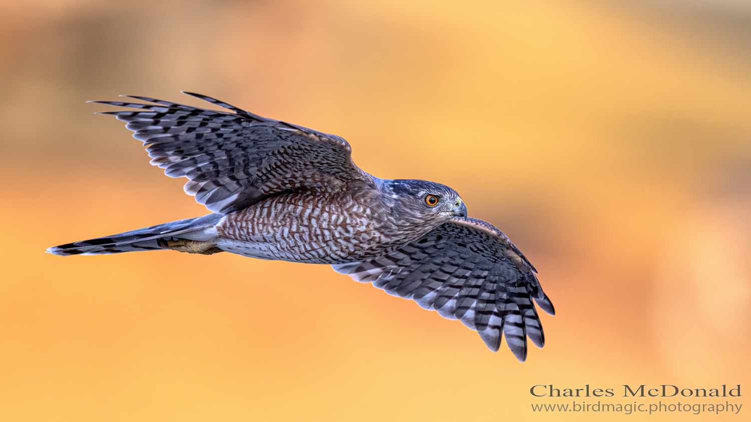 Cooper's Hawk