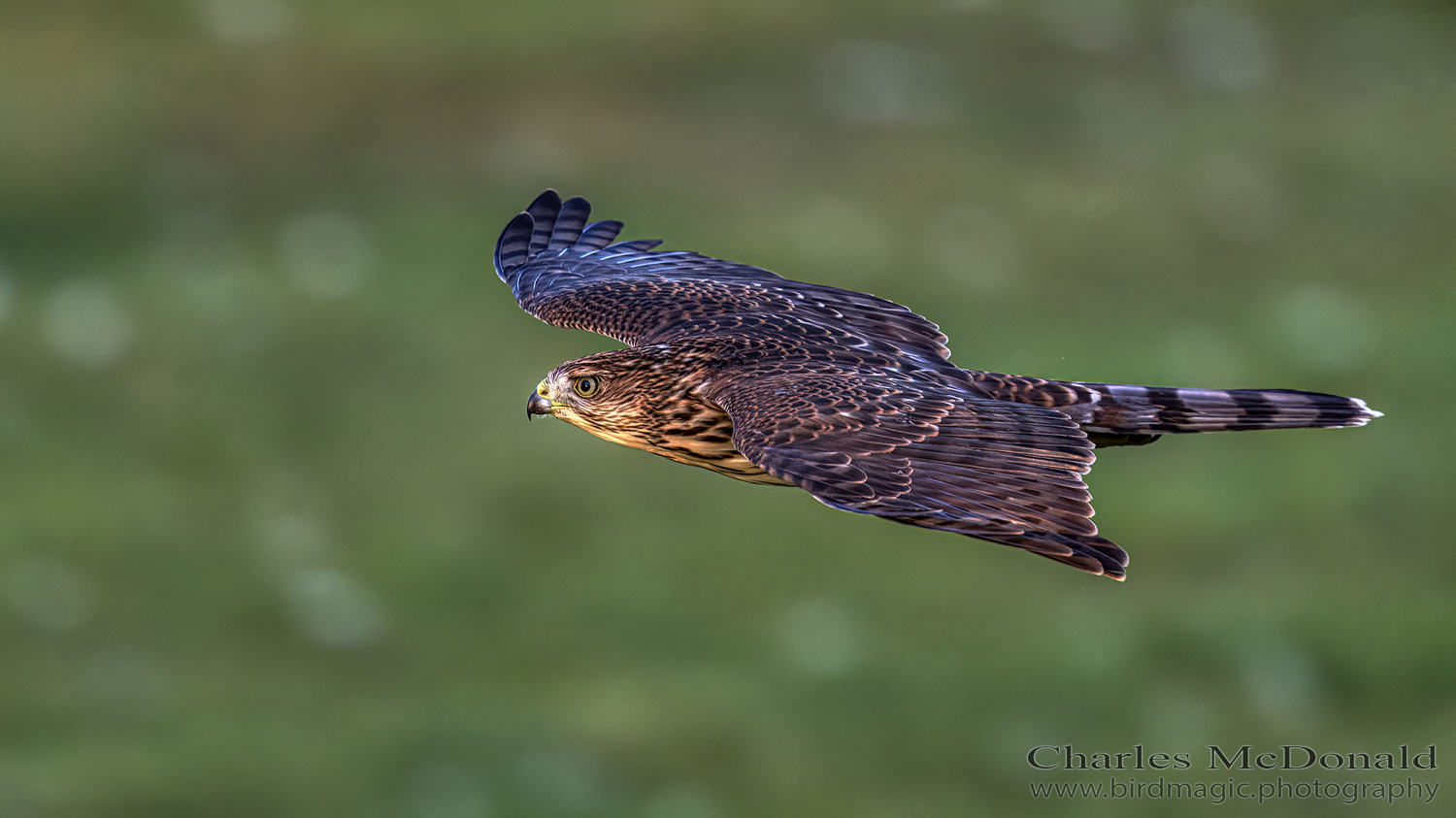 Cooper's Hawk