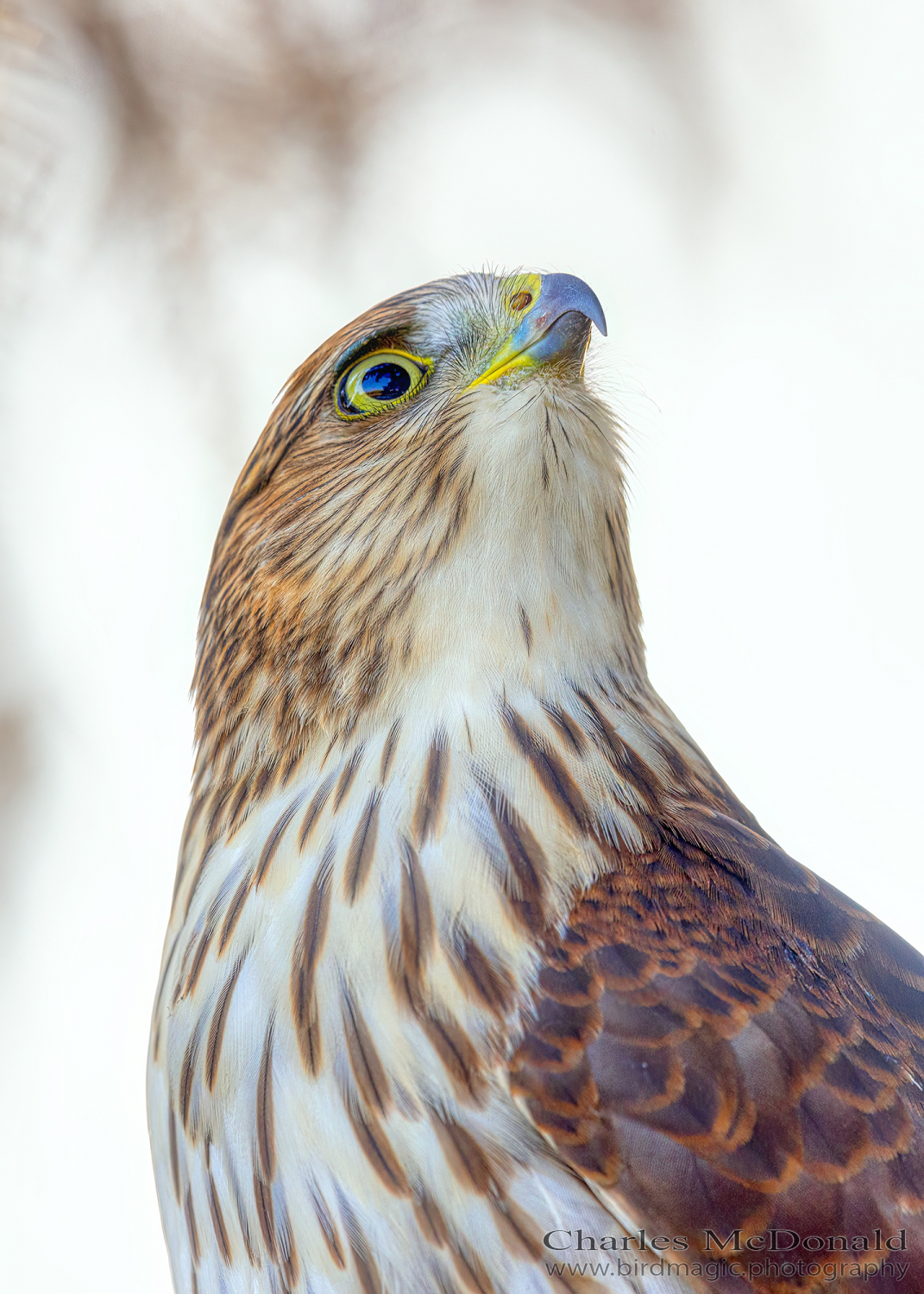 Cooper's Hawk
