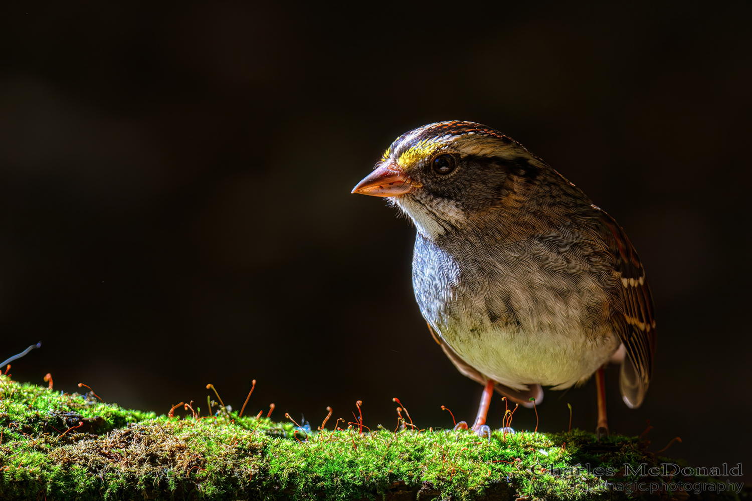 White-throated Sparrow